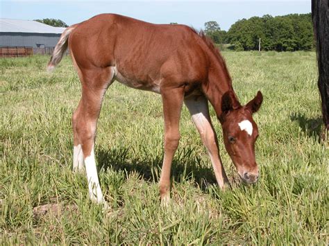 Free American Quarter Horse Foal 1 Stock Photo - FreeImages.com