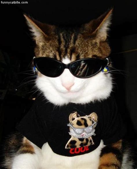 101 Cats Wearing Sunglasses