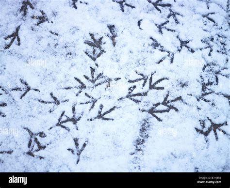 Bird Tracks In Snow High Resolution Stock Photography and Images - Alamy