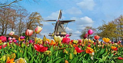 Keukenhof 2023 | Hans Langh Private Tours Holland