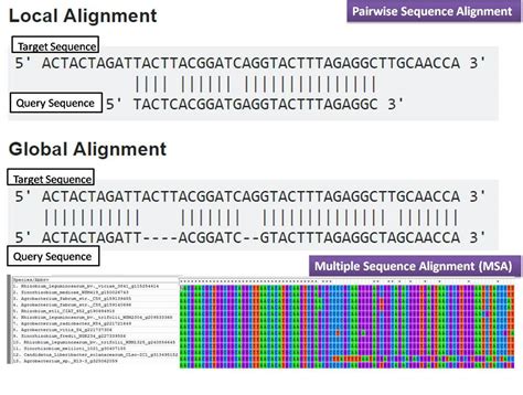 Importance of Sequence Alignment in Bioinformatics