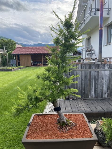 Larches do get ugly with all that spring growth. : r/Bonsai