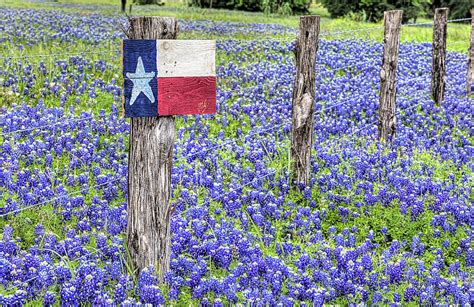 Texas Bluebonnets Photograph by JC Findley - Pixels