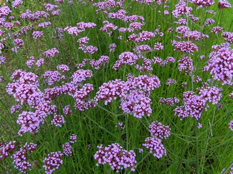 File:Verbena bonariensis.jpg - Wikimedia Commons