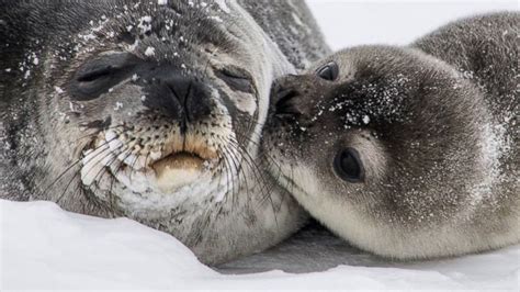 Antarctic Weddell Seal Pup's Kiss Goes Viral on Instagram - ABC News