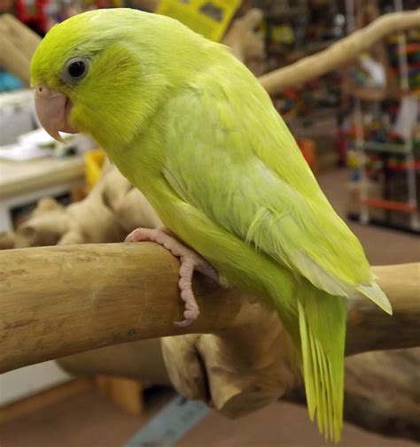 Yellow Parrotlet $250. Call us today 302-684-4101 or emali us at info@mdbirdfarm.com Zebra Finch ...