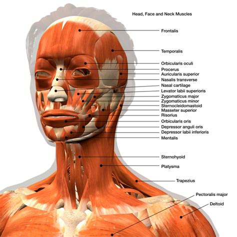 Muscles of the Head and Neck - MBLEx Guide