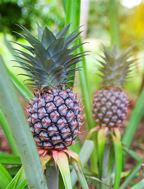 Ananas comosus - planting, harvest and care