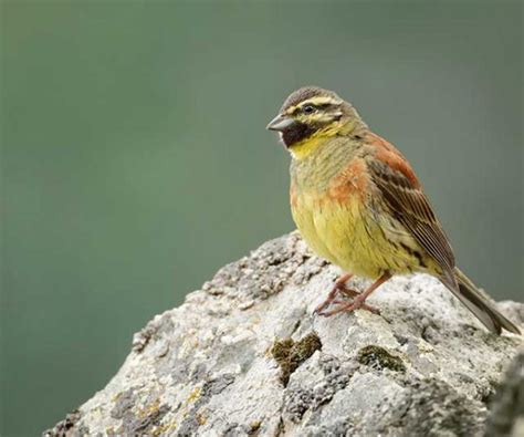 Woodlark | Bird Identification Guide | Bird Spot