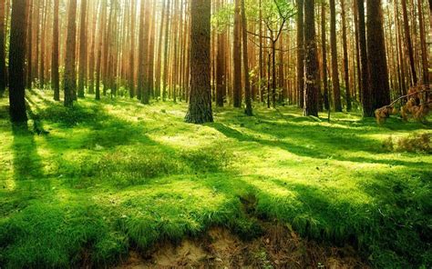 Forest Scenery Wallpapers - Top Free Forest Scenery Backgrounds - WallpaperAccess