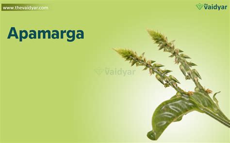 Medicinal Uses Health Benefits Of Apamarga (Achyranthes Aspera)