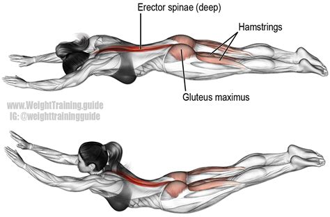 Superman exercise. Main muscles worked: Erector Spinae, Gluteus Maximus ...