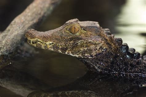 Dwarf Caiman Facts, Distribution, Habitat, Diet, Pictures