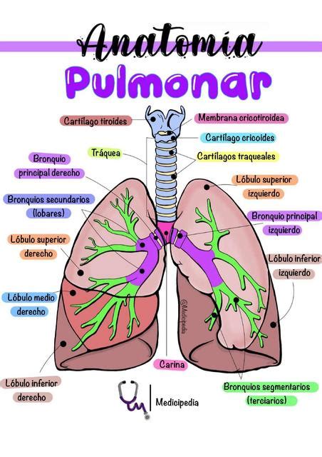 Anatomía Pulmonar | Medicipedia | uDocz