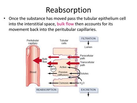 PPT - Tubular Reabsorption & Secretion PowerPoint Presentation - ID:1748760