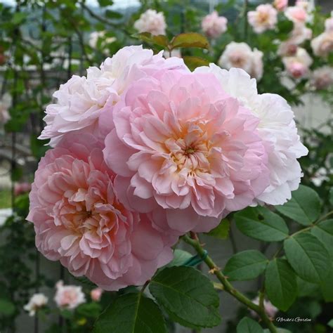 Elizabeth | English Shrub Rose | David Austin Roses