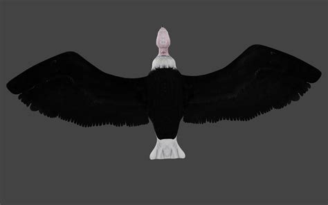 Flying Vulture Condor 3D Model - TurboSquid 1669505