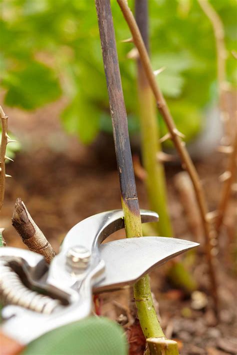 Tips for Pruning Roses | Better Homes & Gardens