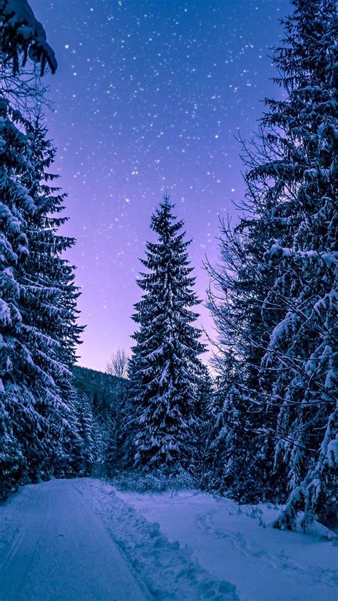 Starry Forest Wallpapers - Top Free Starry Forest Backgrounds - WallpaperAccess