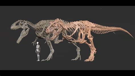 Giganotosaurus & Tyrannosaurus skeleton by. Vitamin Imagination - YouTube