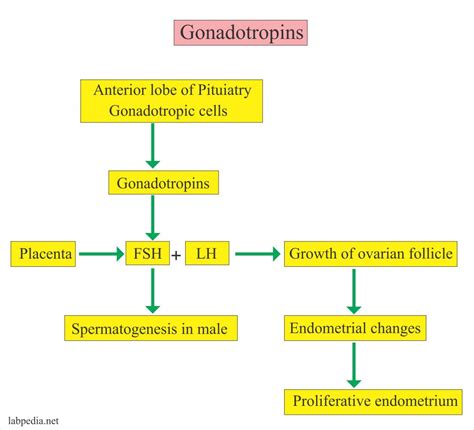 Follicle Stimulating Hormone (FSH) (Follicular Stimulating Hormone), Follitropin – Labpedia.net