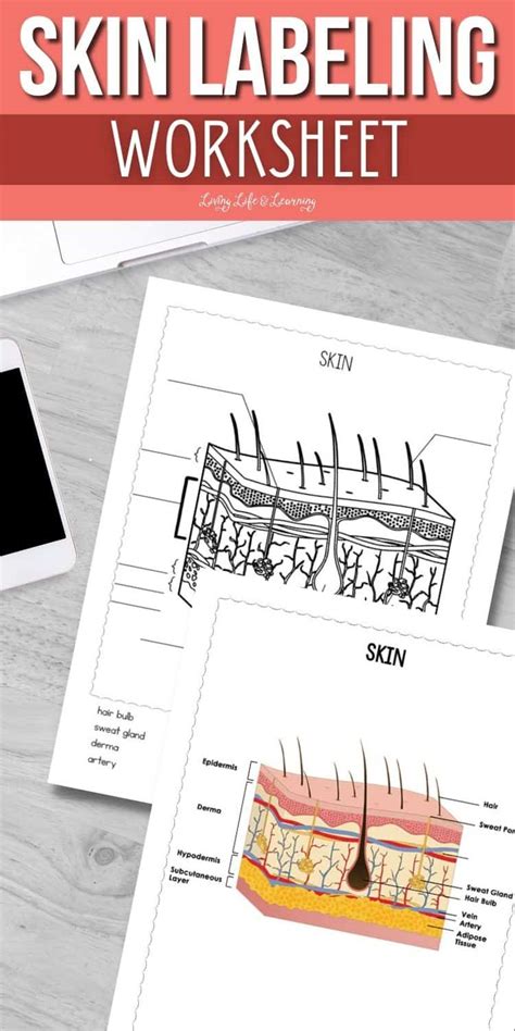 Skin Labeling Worksheet