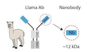 Llama-derived nanobodies as a new tool in solving crystal structure