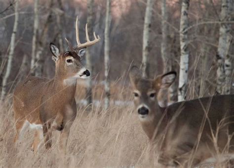 Why Do Whitetail Bucks Shed Their Antlers | Mossy Oak Gamekeeper