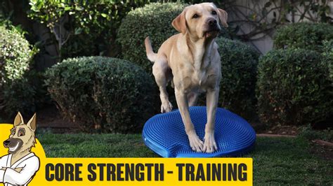 Core Fitness - Strength Training for Your Dog - Robert Cabral