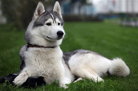 Siberian Husky Snow Dogs HD Wallpapers