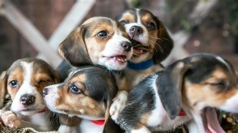 Wisconsin Humane Society rescues 62 beagles