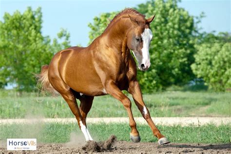 400+ Mesmerizing Chestnut Horse Names for Males and Females