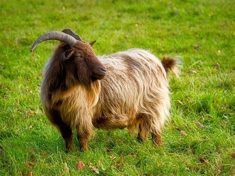 Long-Haired Golden Brown Pygmy Goat. A soft golden brown pygmy goat ...