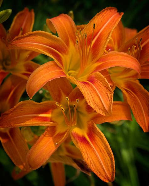 Orange Blossom Special | Orange blossoms growing near the Ho… | Flickr