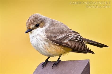 Vermilion Flycatcher (female) – dennisdavenportphotography.com