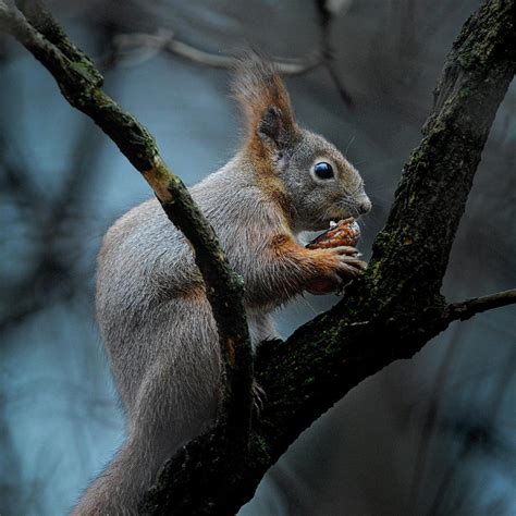 Squirrel - Winter Mood Photograph by Pawel Poltorak - Fine Art America