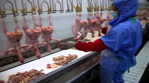 Poultry processing line equipments ， chicken slaughter - YouTube