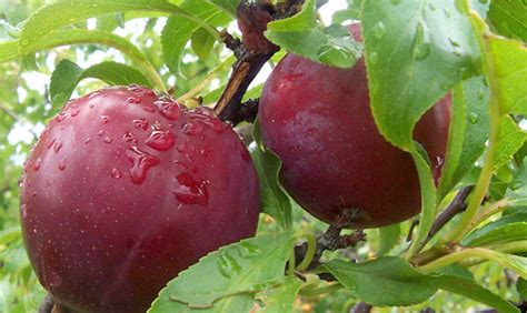 All About Dwarf Plum Trees: When, Where and How to Plant - Home n ...