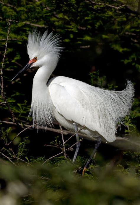 Snowy White Egret with Breeding Headress Stock Image - Image of active, small: 28979127