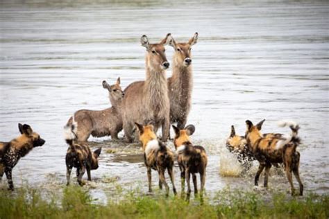 African Waterbuck - Fun and Interesting Antelope Facts