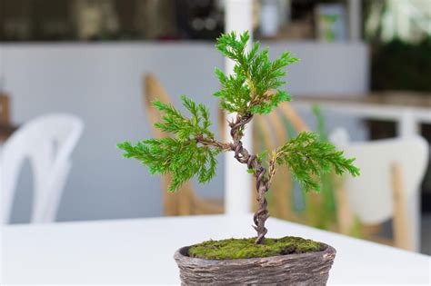 How to Shape Bonsai Using Bonsai Wire? - Hooked on Bonsai