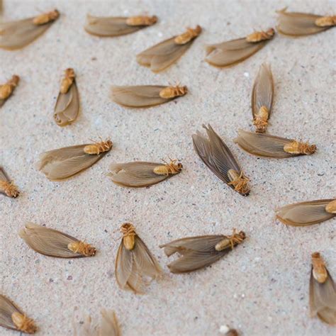 Winged Termites – Laguna Pest Control