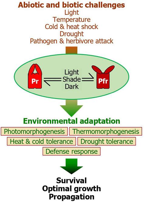 Frontiers | A Multifaceted Action of Phytochrome B in Plant Environmental Adaptation