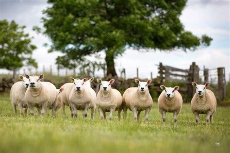 Texel - Heritage Sheep Reproduction