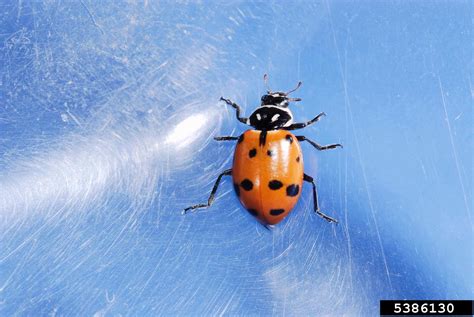 convergent lady beetle (Hippodamia convergens)