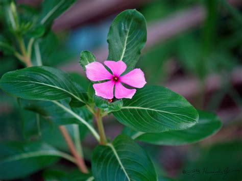 Flora de Puerto Rico Ilustrada Papo Vives: APOCYNACEAE Catharanthus ...