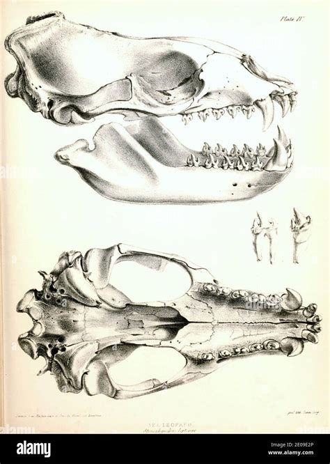 Leopard Seal skull 1844 Stock Photo - Alamy