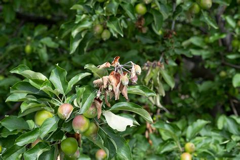 5 Crabapple Tree Diseases: How To Identify, Treat, and Prevent Each One - Minneopa Orchards