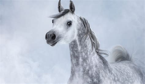 Gray Arabian Horses