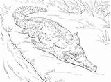 Orinoco Crocodile coloring Page  Free Printable Coloring Pages sketch template